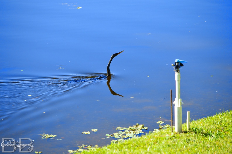 20220102115811-f42f85f9